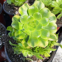 Rare Succulents - Aeonium variegated gold emerald cluster