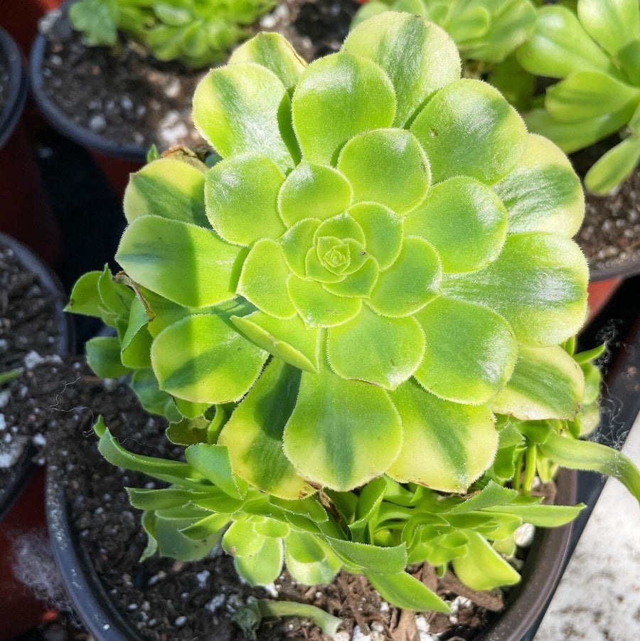 Rare Succulents - Aeonium variegated gold emerald cluster