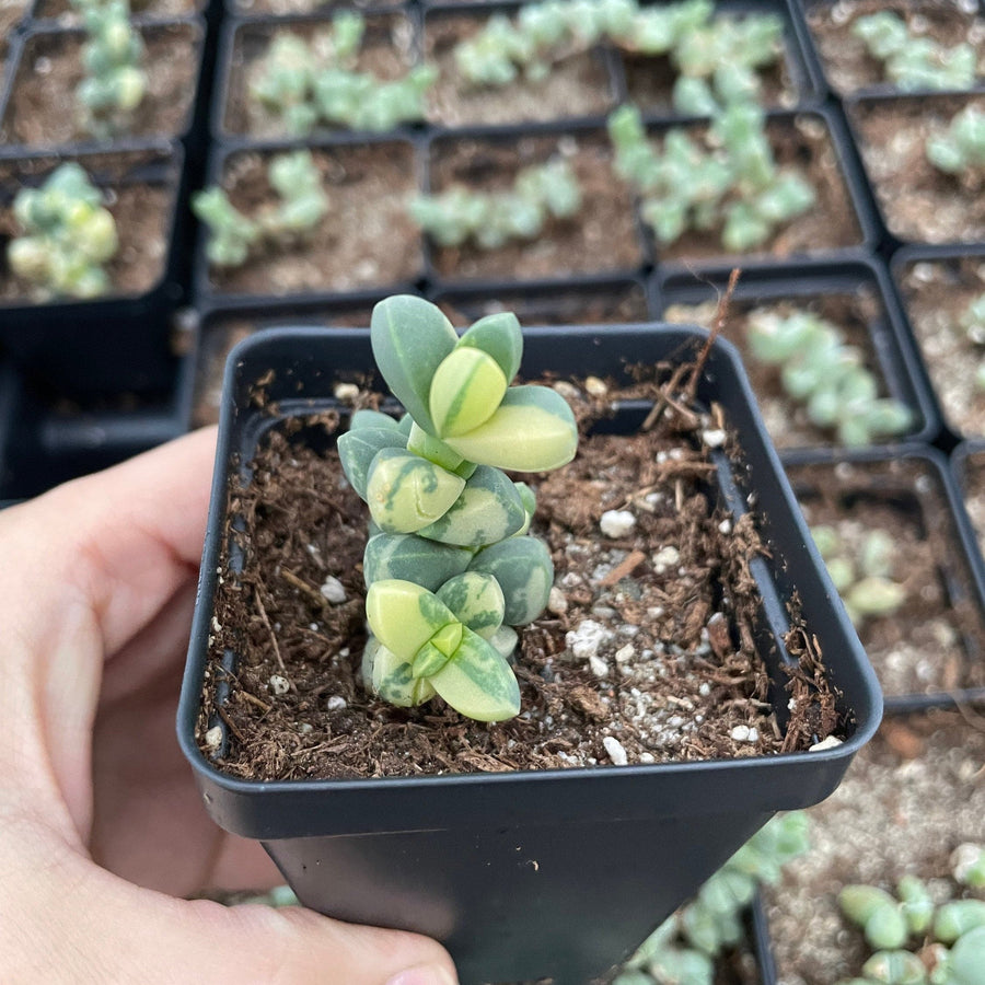 Rare Succulents - Astridia Velutina variegata