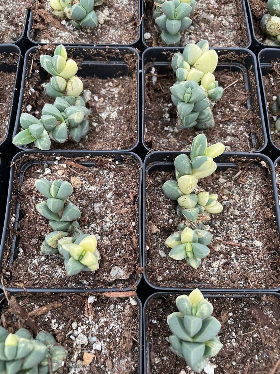 Rare Succulents - Astridia Velutina variegata