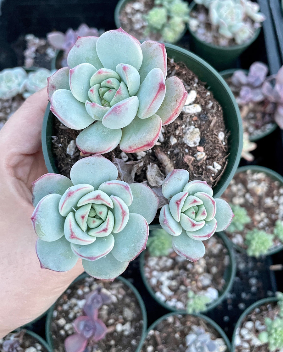 Rare Succulents - Sedeveria Pudgy cluster (3.5” pot)