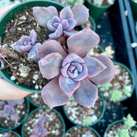 Rare Succulents - Graptopetalum Purple Delight (3” pot)