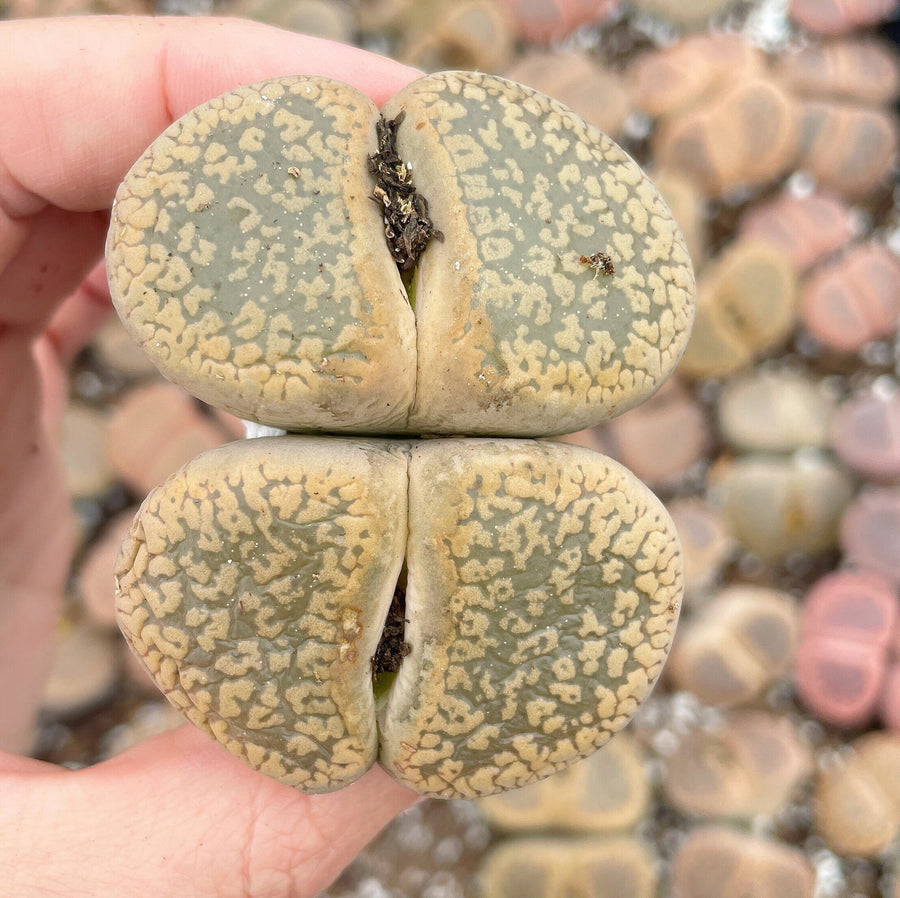 Rare Succulents - Lithops Aucampiae double heads extra large (2”+)