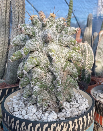 Rare Cactus - Astrophytum Ornatum Kikko (2)