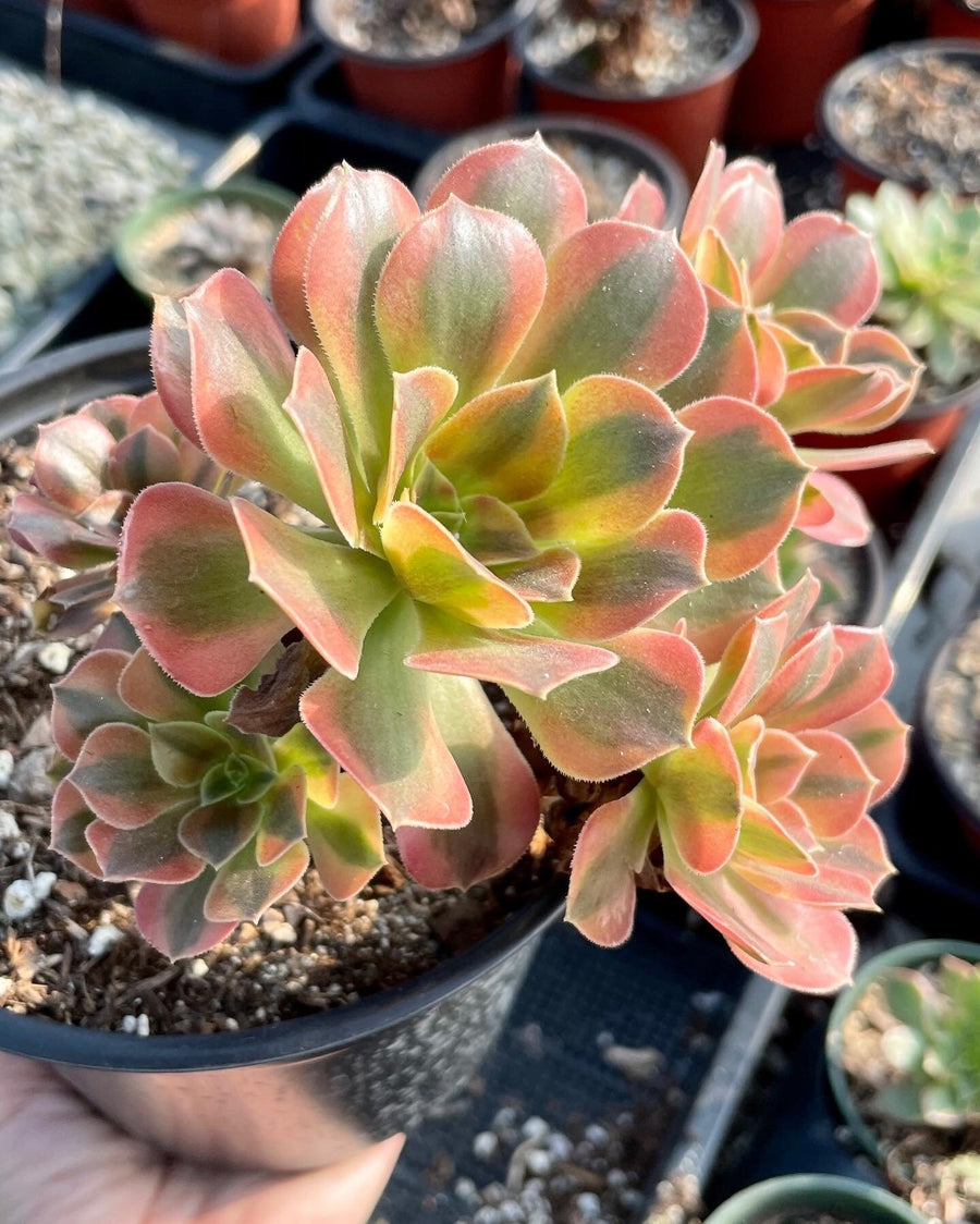 Rare Succulents - Aeonium Verna Variegata cluster