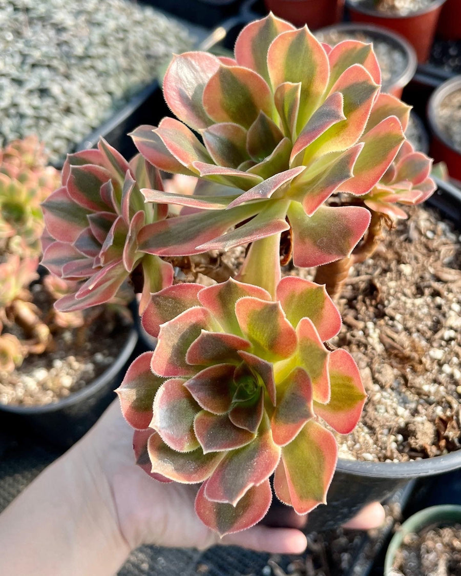 Rare Succulents - Aeonium Verna Variegata cluster