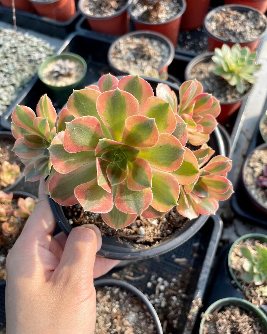 Rare Succulents - Aeonium Verna Variegata cluster