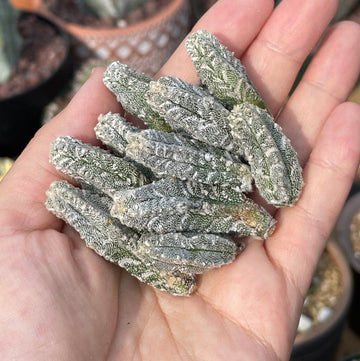 Rare Cactus - Astrophytum Myriostigma var. columnare cutting/2pcs