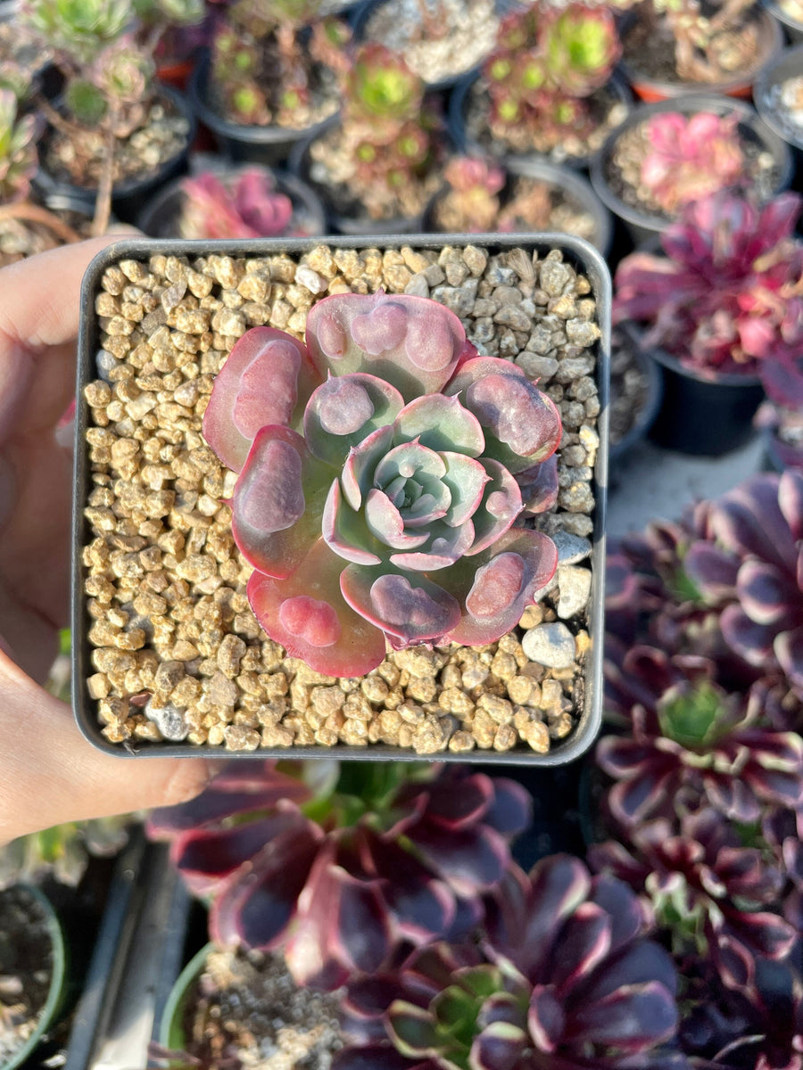 Rare Succulents - Echeveria Raindrop mini (2”)