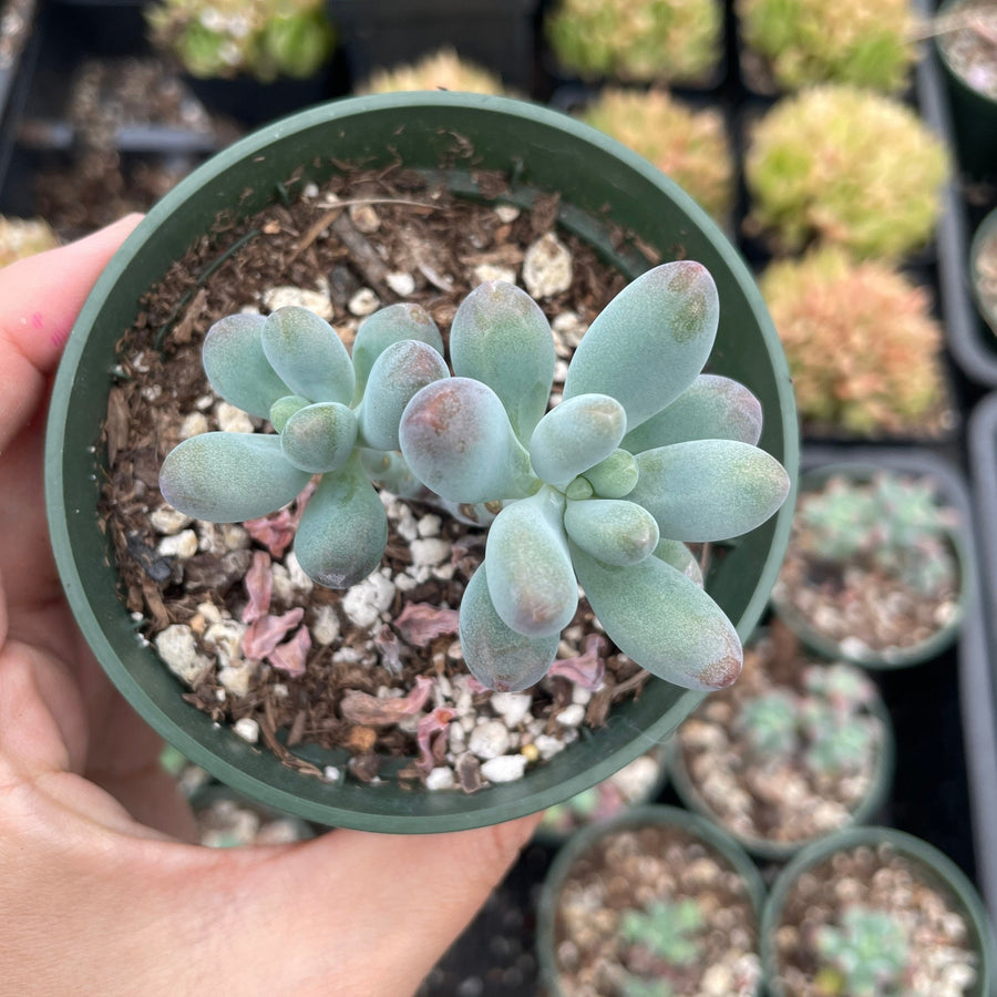 Rare Succulents - Pachyphytum Jelly bean/Cute star (3” pot)