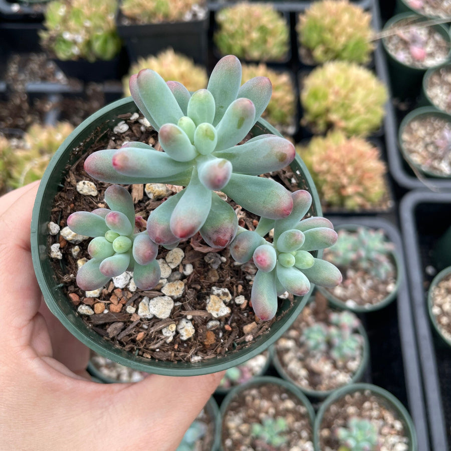 Rare Succulents - Pachyphytum Jelly bean/Cute star (3” pot)