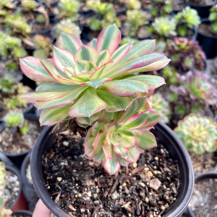 Rare Succulents - Aeonium White Halloween variegata (6” pot)