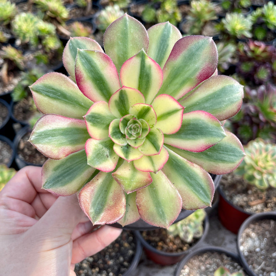 Rare Succulents - Aeonium White Halloween variegata (6” pot)