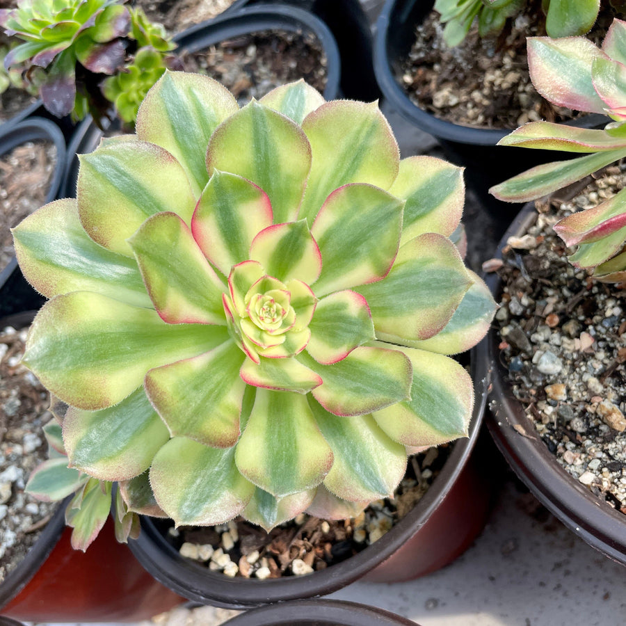 Rare Succulents - Aeonium White Halloween variegata (6” pot)