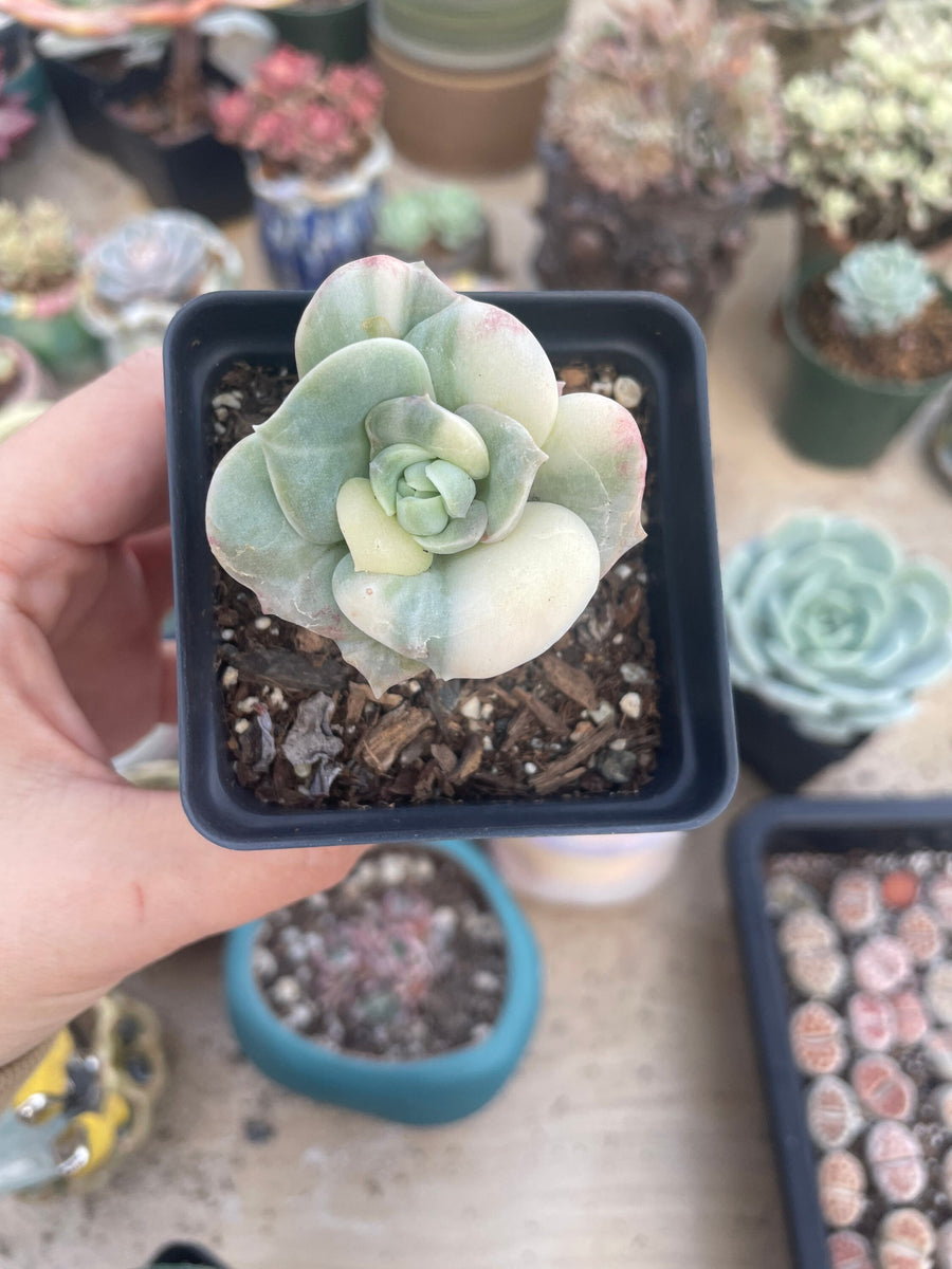 Rare Succulents - Echeveria Lovely Rose variegated