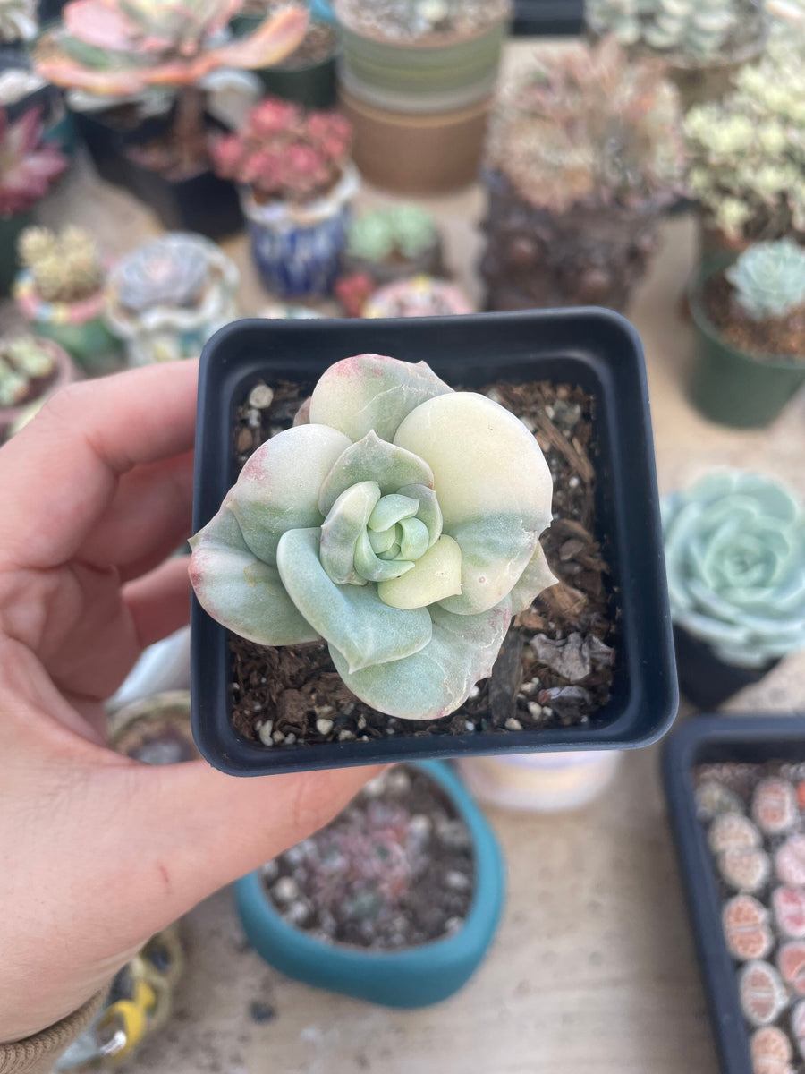 Rare Succulents - Echeveria Lovely Rose variegated