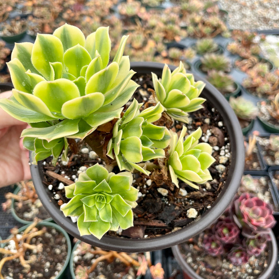 Rare Succulents - Aeonium variegated gold emerald cluster