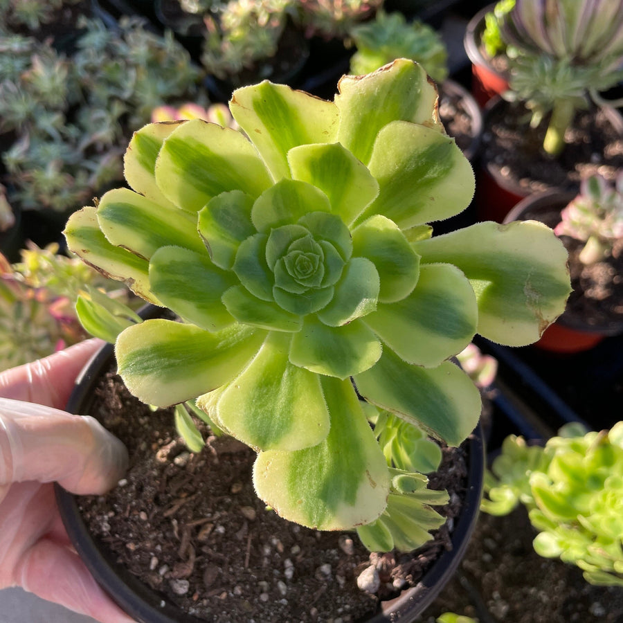 Rare Succulents - Aeonium variegated gold emerald cluster