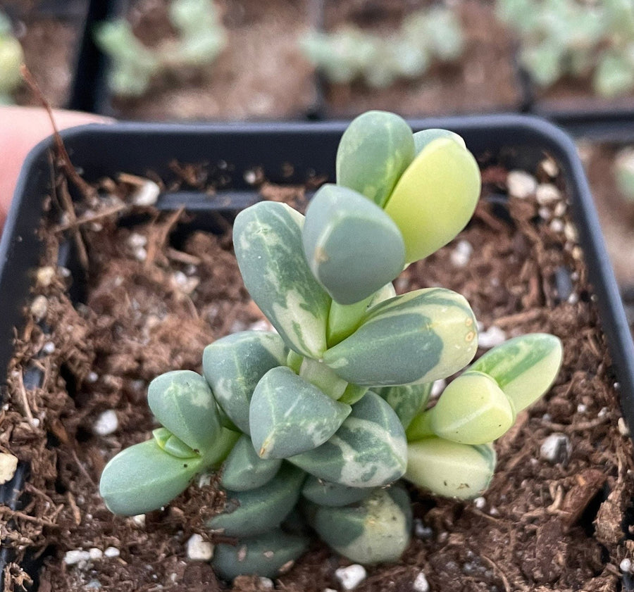 Rare Succulents - Astridia Velutina variegata