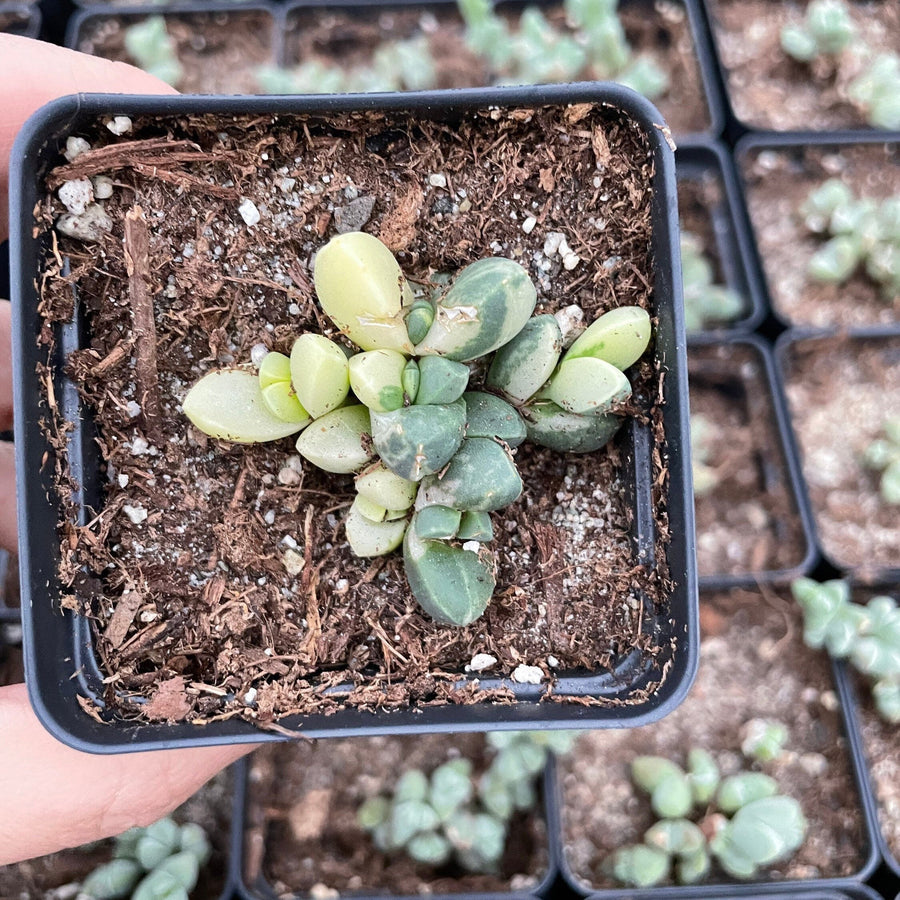 Rare Succulents - Astridia Velutina variegata