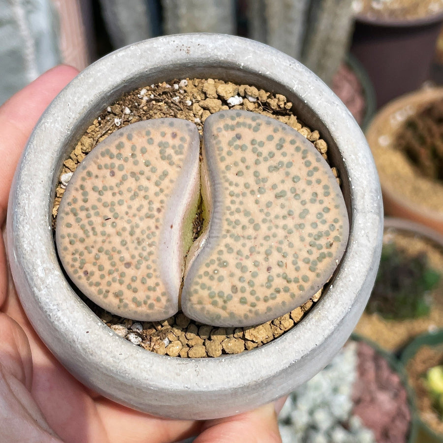 Rare Succulents - Lithops Fulviceps extra large (1.8”-2”)