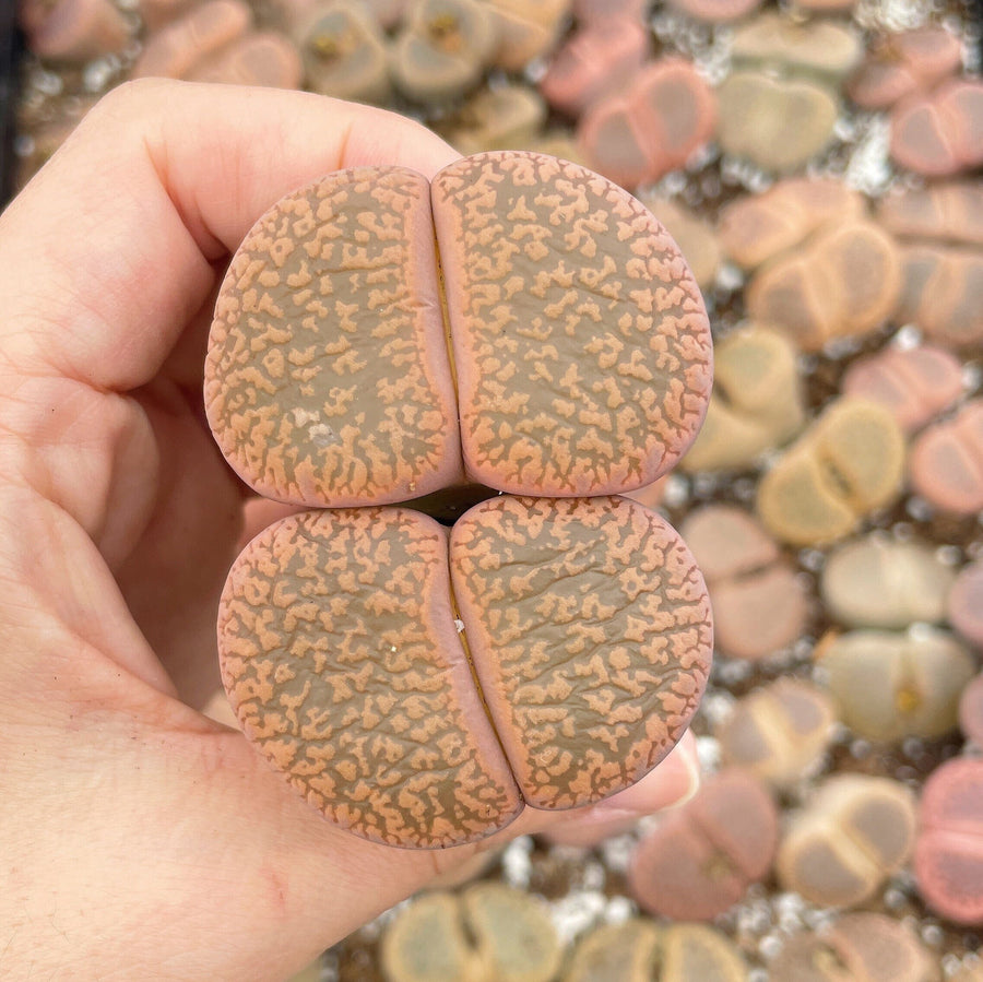 Rare Succulents - Lithops Aucampiae double heads extra large (2”+)