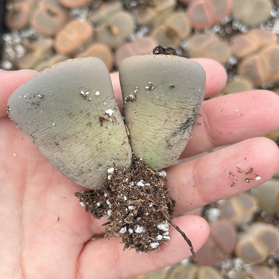 Rare Succulents - Lithops Aucampiae double heads extra large (2”+)