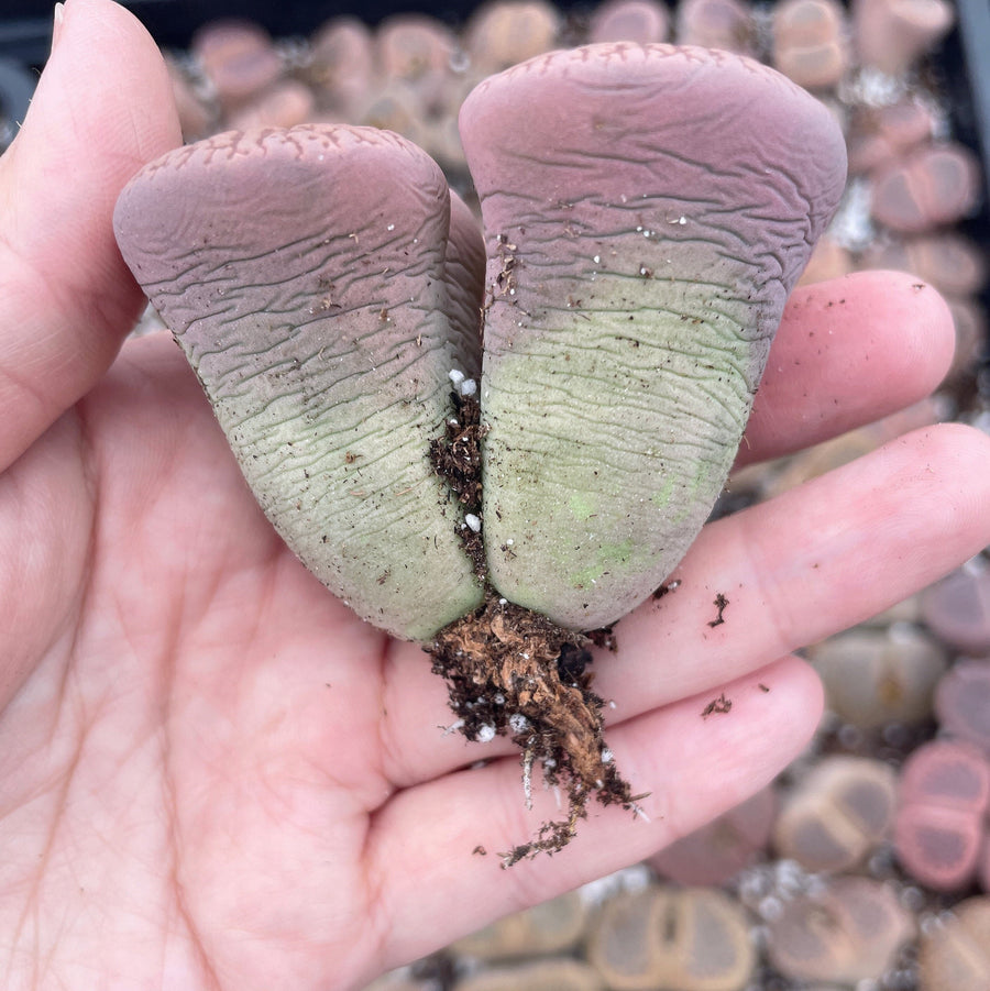 Rare Succulents - Lithops Aucampiae double heads extra large (2”+)