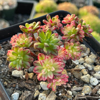 Rare Succulents - Aeonium variegated Sedifolium cluster (2"-2.5")