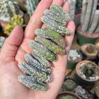 Rare Cactus - Astrophytum Myriostigma var. columnare cutting/2pcs