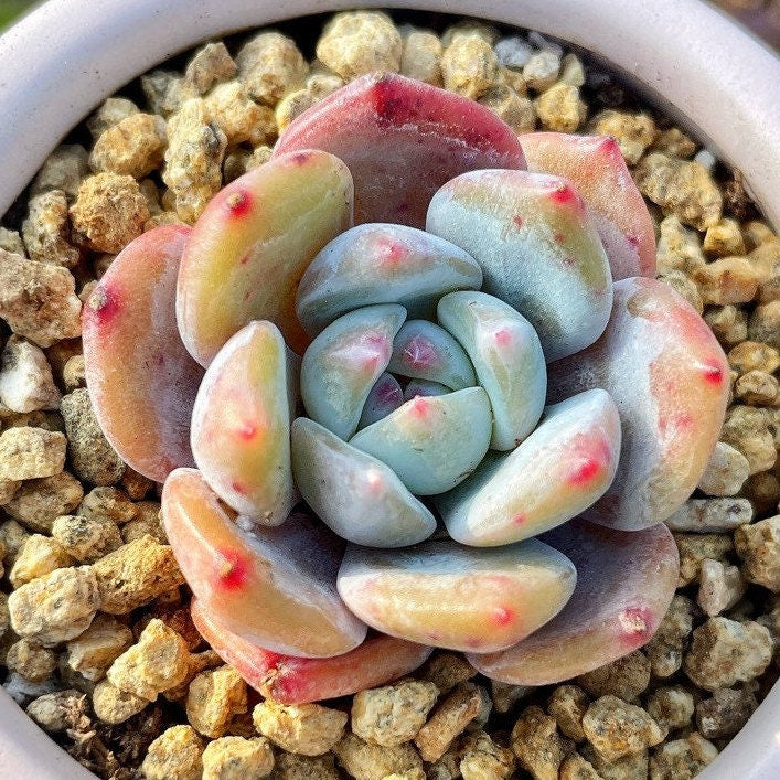 Rare Succulents - Echeveria Orange Monroe (2.5” pot)