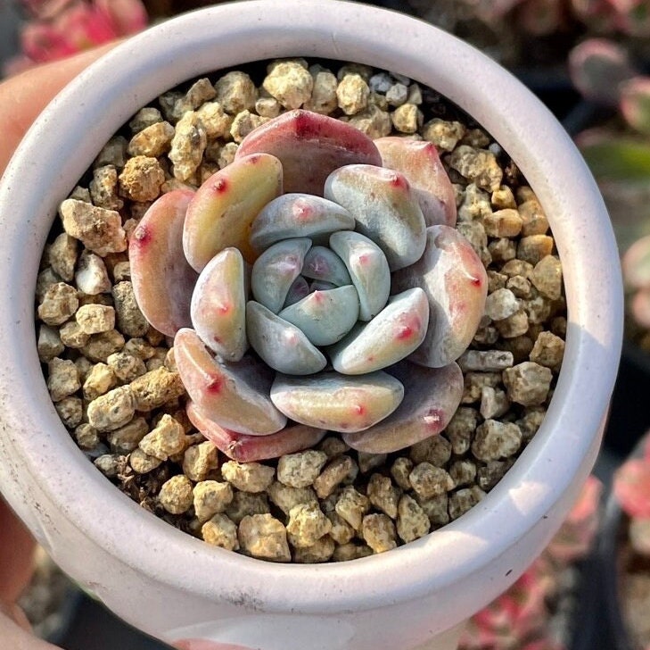 Rare Succulents - Echeveria Orange Monroe (2.5” pot)