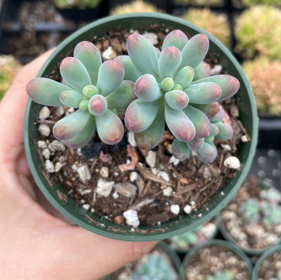 Rare Succulents - Pachyphytum Jelly bean/Cute star (3” pot)