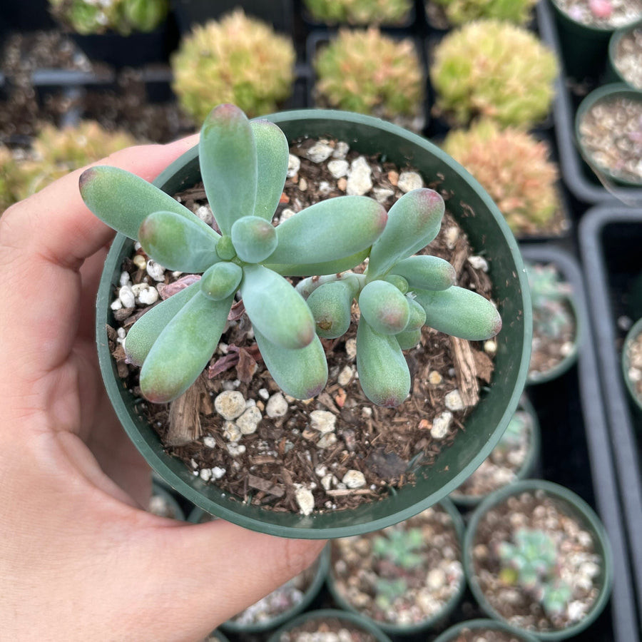 Rare Succulents - Pachyphytum Jelly bean/Cute star (3” pot)