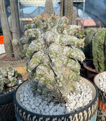 Rare Cactus - Astrophytum Ornatum Kikko