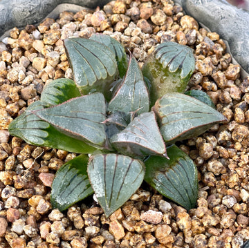 Rare Succulents - Haworthia Badia Kobiotori (3