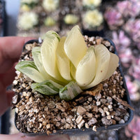 Rare Succulents - Haworthia truncata variegated (2.5" pot)