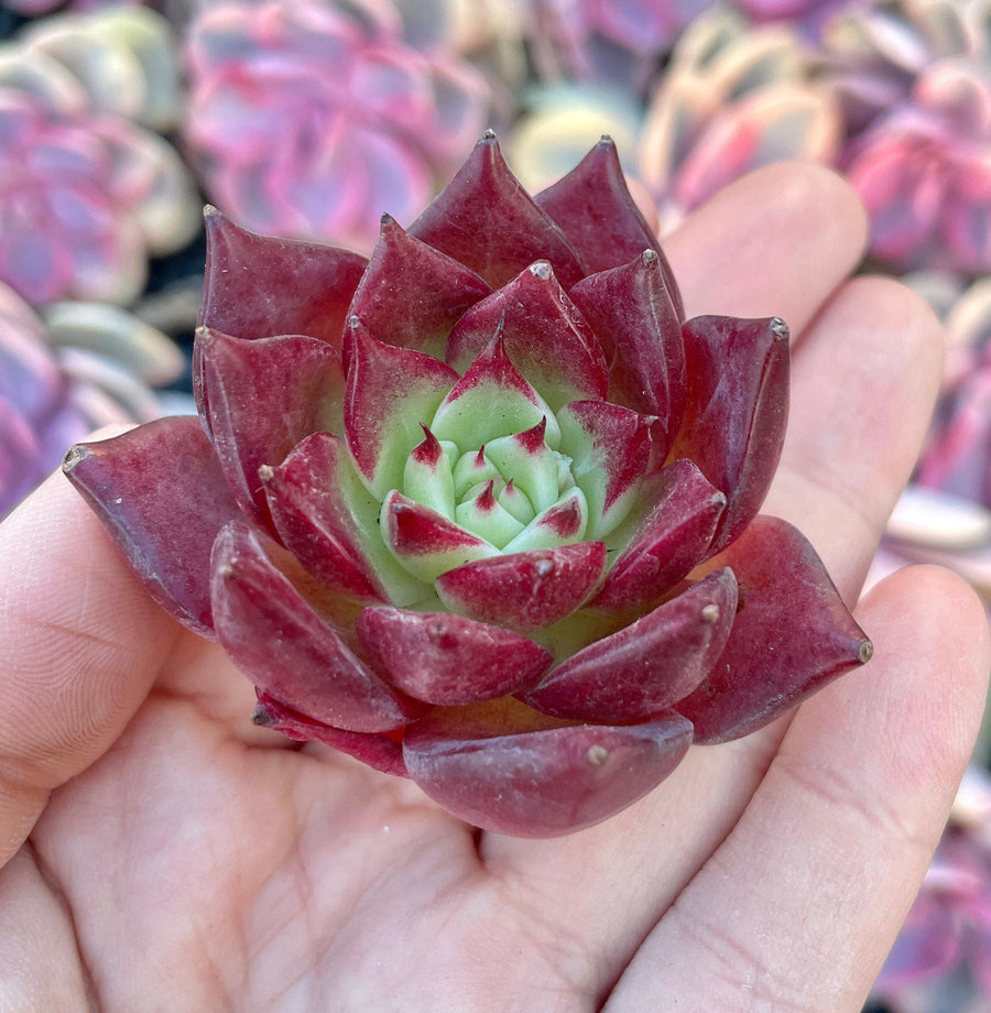 Rare Succulents - Echeveria Agavoides Cayenne