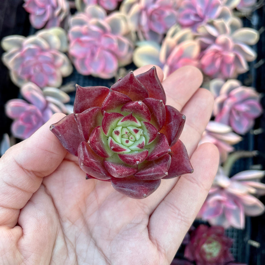 Rare Succulents - Echeveria Agavoides Cayenne