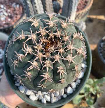 Rare Cactus - Gymnocalycium Spegzzinii v. unguispinum (5.5” pot)