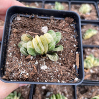 Rare Succulents - Haworthia truncata variegated (2.5" pot)