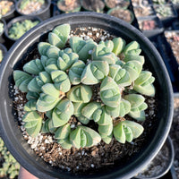 Rare Succulents - Gibbaeum Petrense large cluster