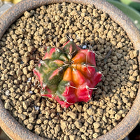 Rare Cactus - Gymnocalycium Mihanovichii Variegata (1.5”)