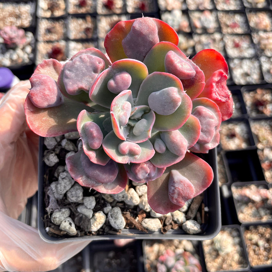 Rare Succulents - Echeveria Raindrop (3.5