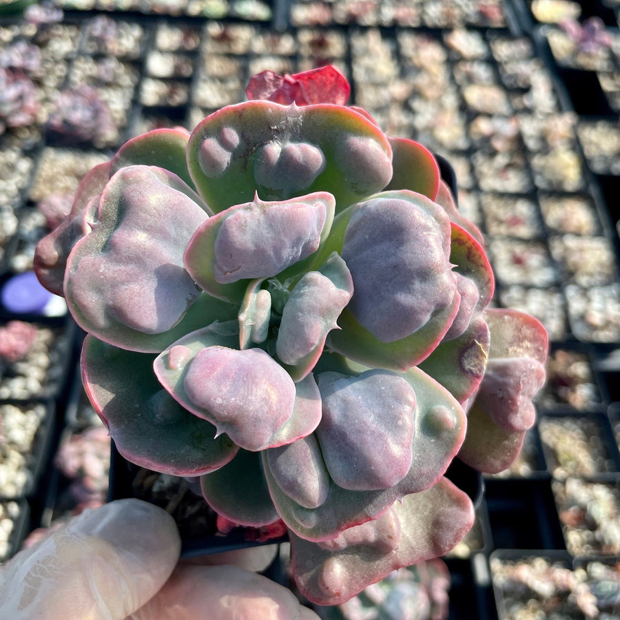 Rare Succulents - Echeveria Raindrop (3.5