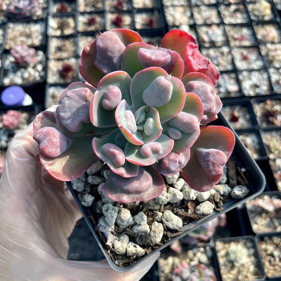 Rare Succulents - Echeveria Raindrop (3.5