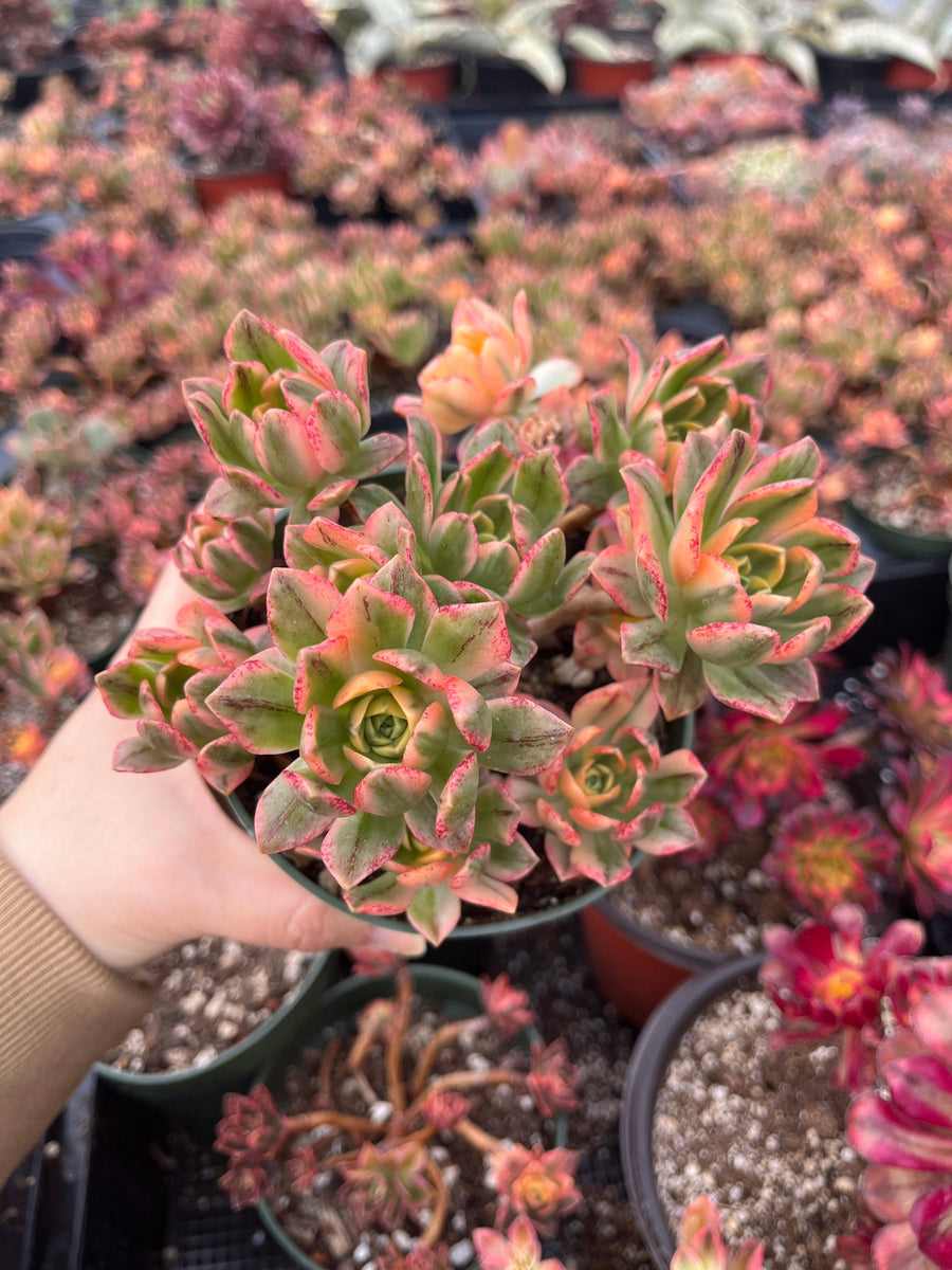 Rare Succulents - Aeonium Sweet Tea/Green Tea Variegated cluster