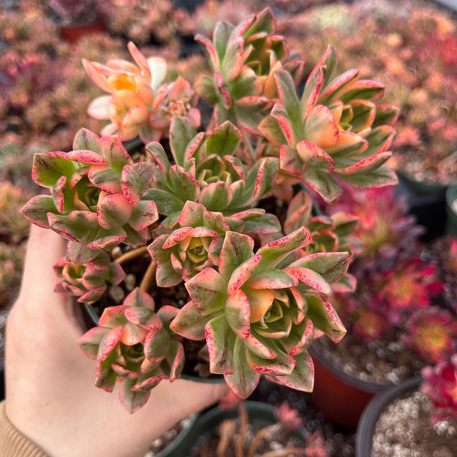 Rare Succulents - Aeonium Sweet Tea/Green Tea Variegated cluster