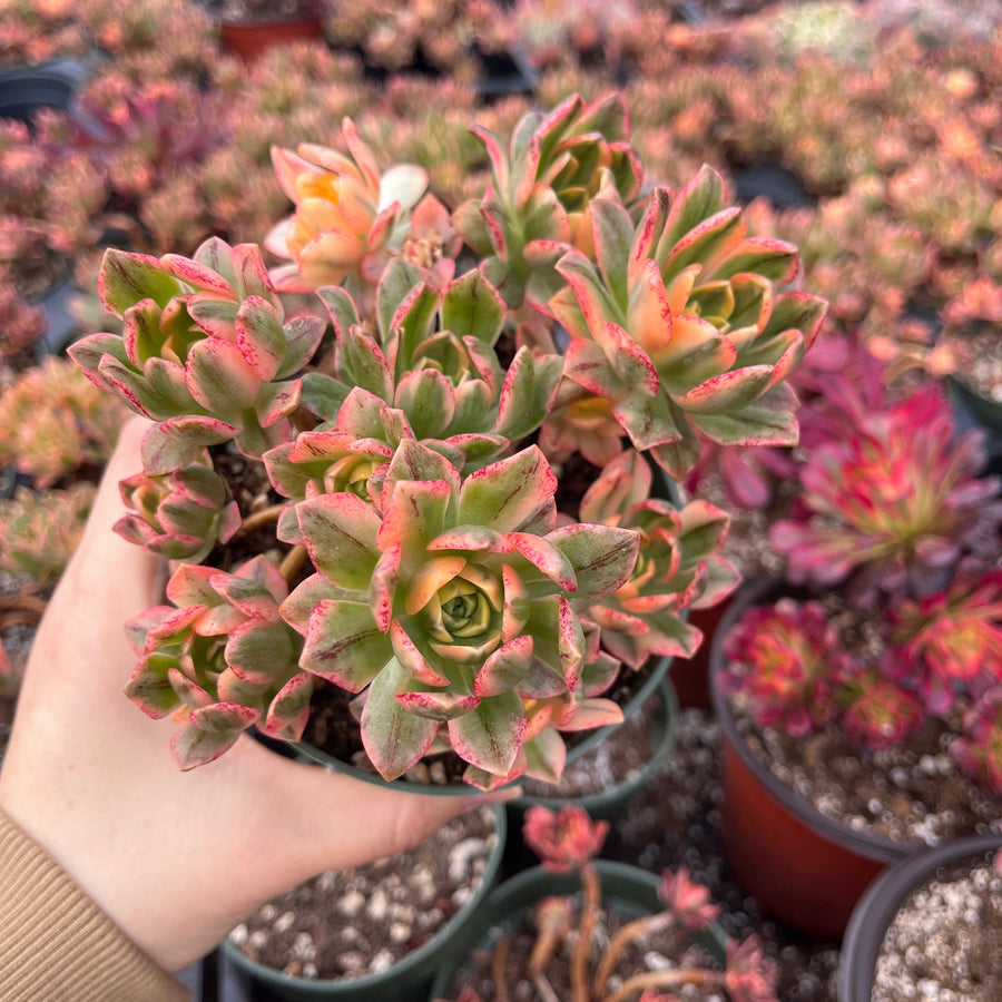 Rare Succulents - Aeonium Sweet Tea/Green Tea Variegated cluster