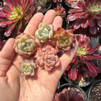 Rare Succulents - Echeveria Candy Color Mini Combo (4”)